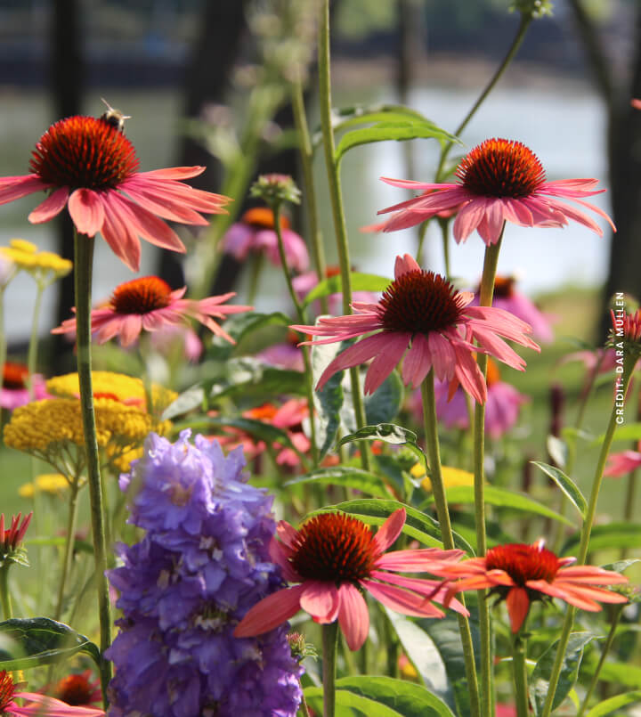 Find Native Plants Garden for Wildlife